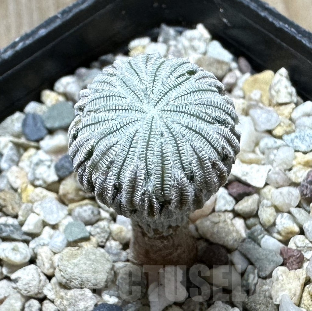 SHPR34352 Pelecyphora aselliformis LH 1024