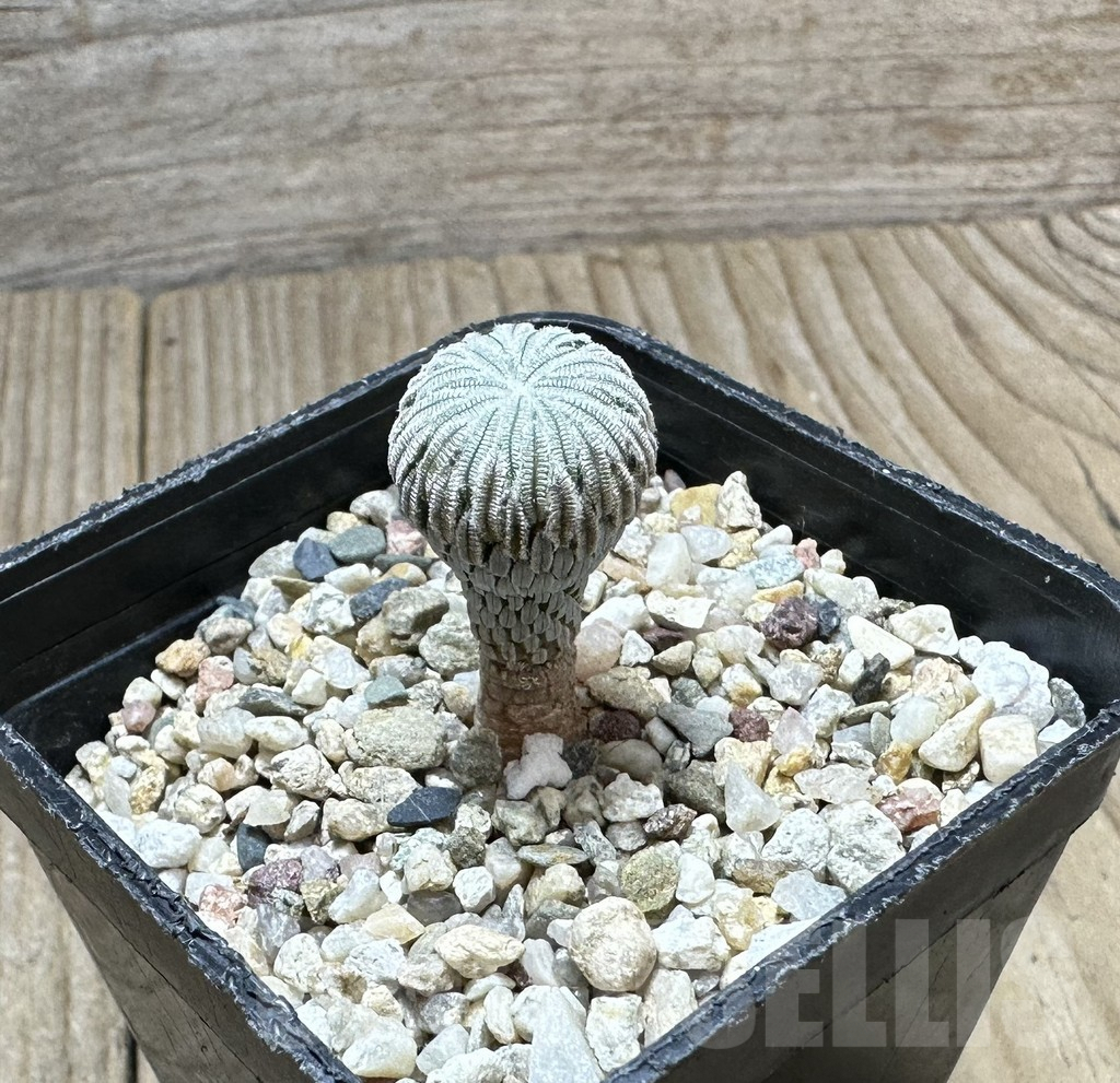 SHPR34352 Pelecyphora aselliformis LH 1024 - immagine 2