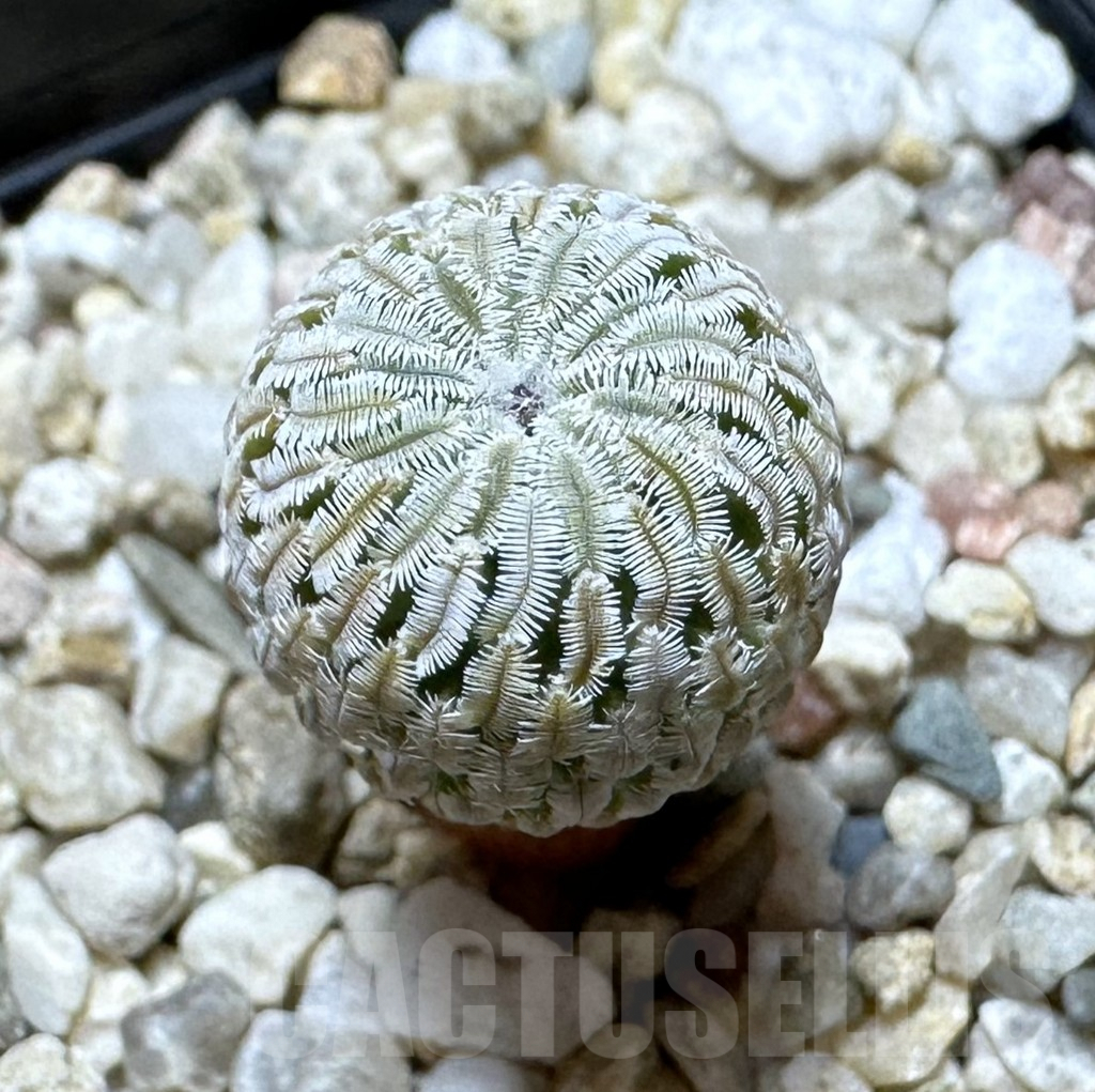 SHPR34353 Turbinicarpus pseudopectinatus f. rubriflorus