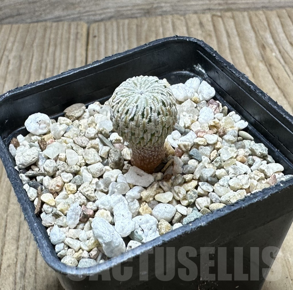 SHPR34353 Turbinicarpus pseudopectinatus f. rubriflorus - immagine 2