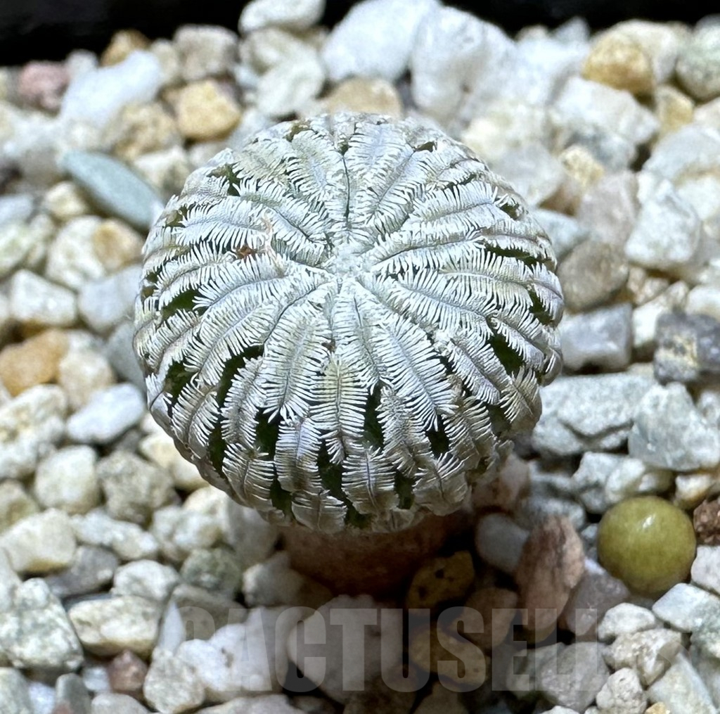 SHPR34354 Turbinicarpus pseudopectinatus f. rubriflorus