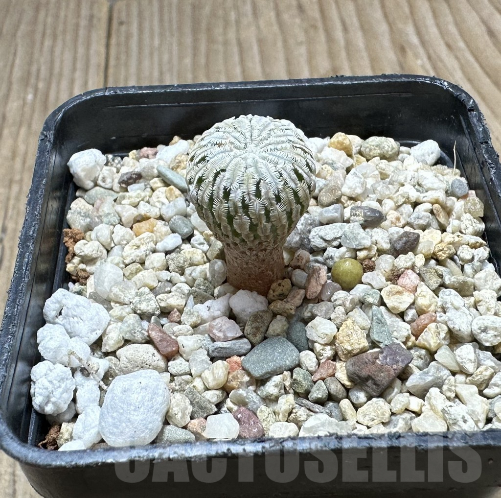 SHPR34354 Turbinicarpus pseudopectinatus f. rubriflorus - immagine 2