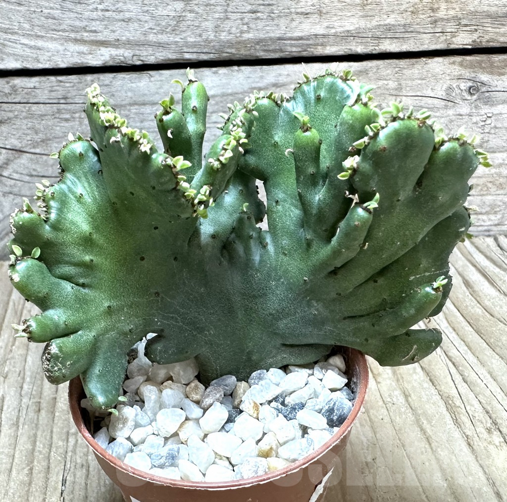 SHPR34356 Euphorbia leucodendron f. cristata