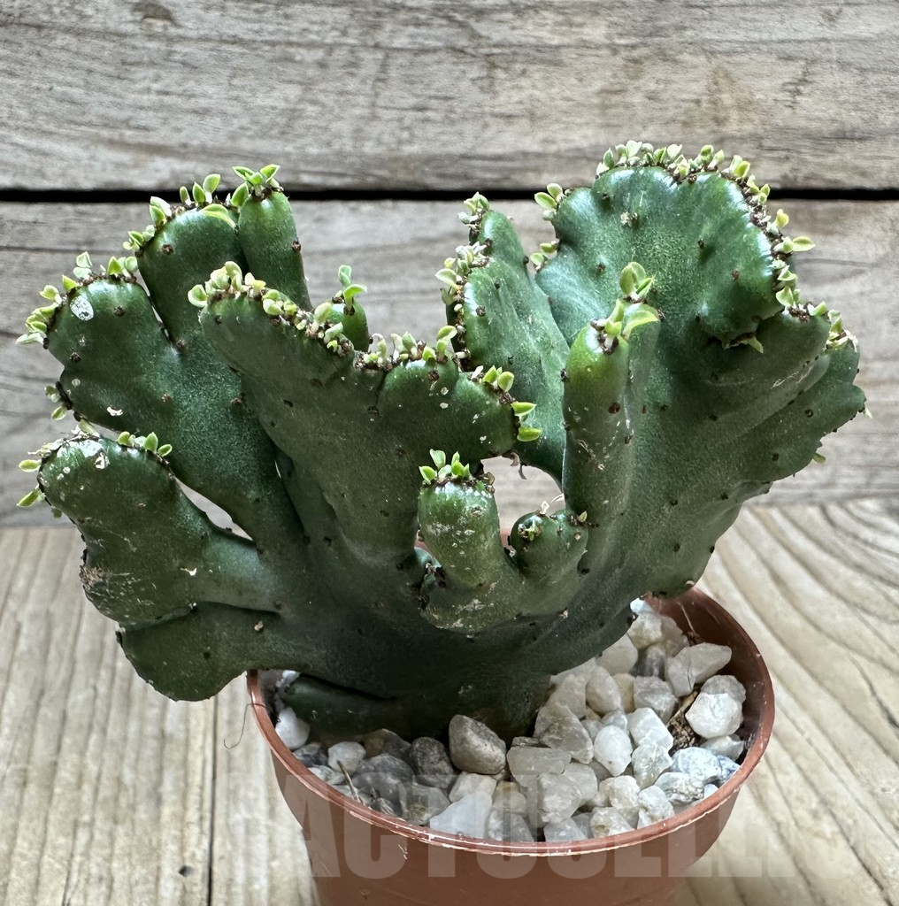 SHPR34356 Euphorbia leucodendron f. cristata - immagine 2