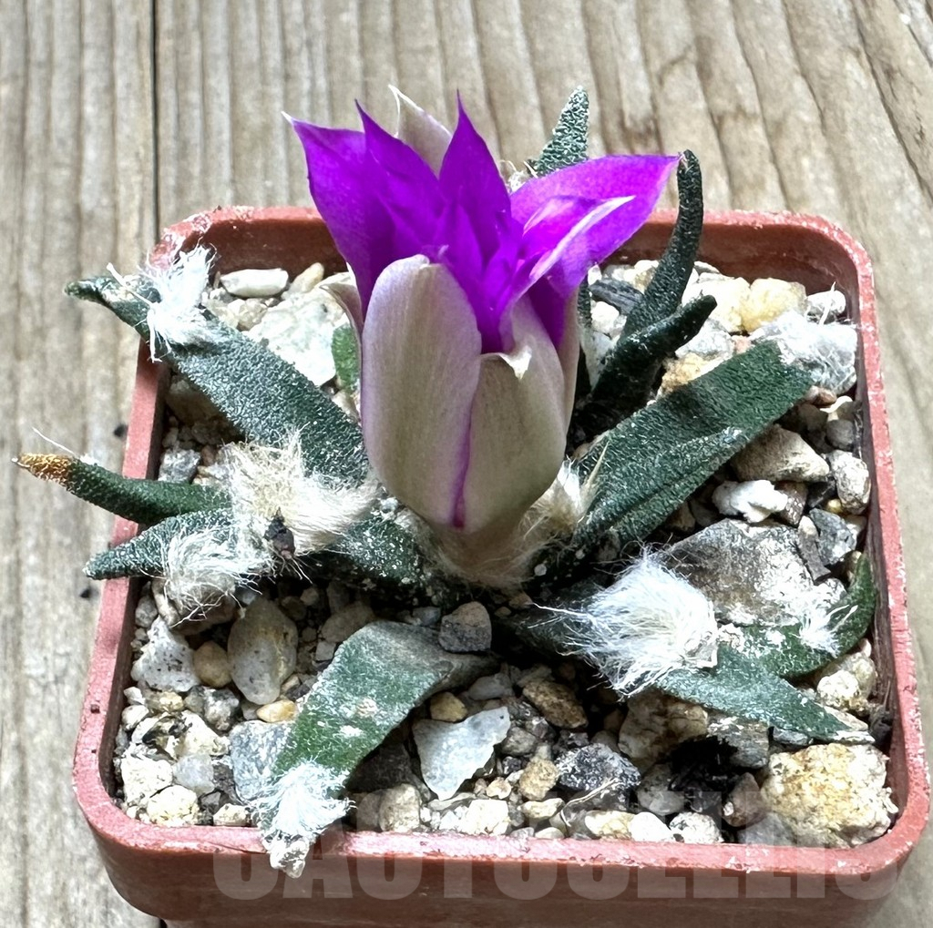 SHPR34360 Ariocarpus agavoides