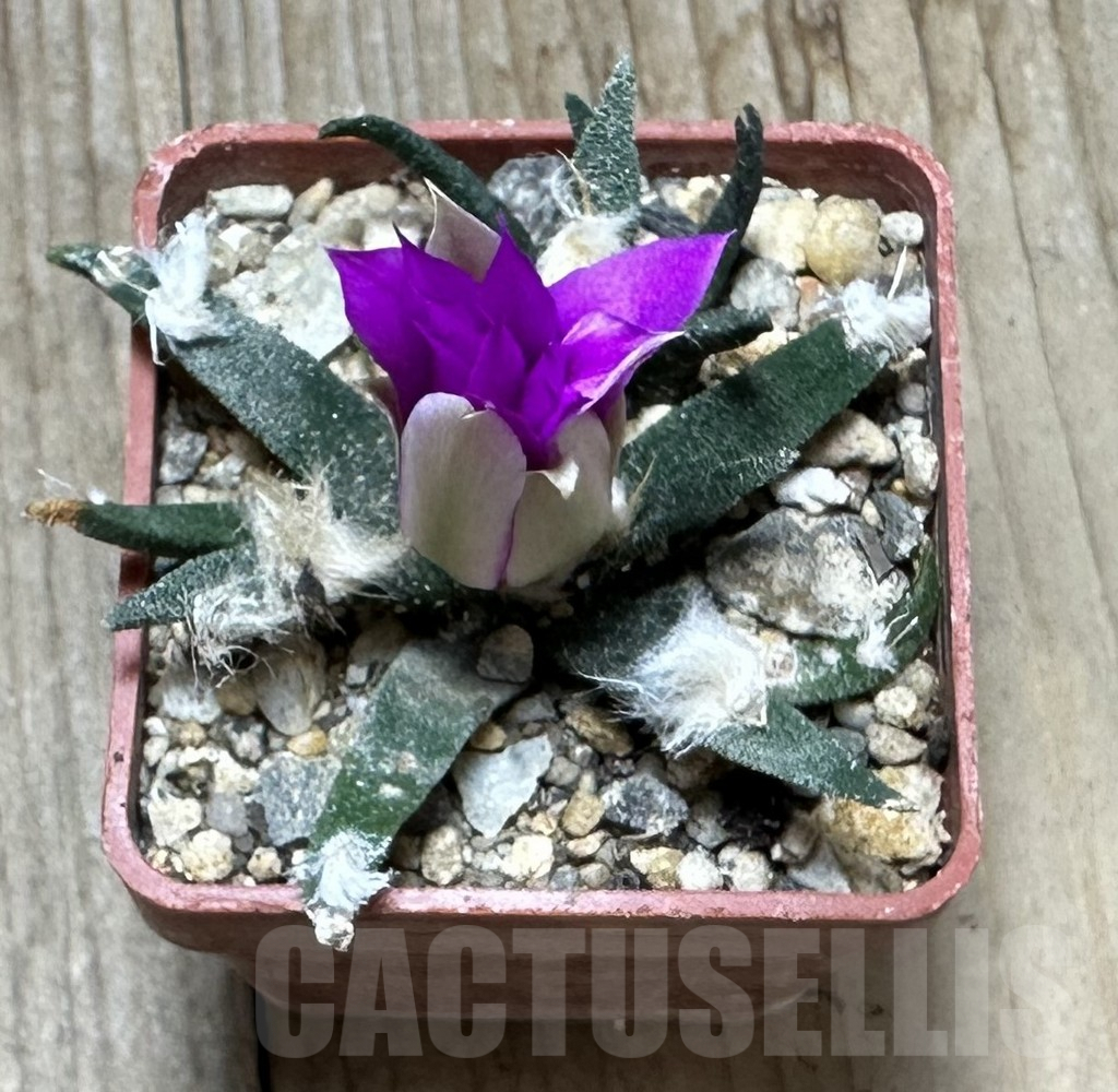 SHPR34360 Ariocarpus agavoides - immagine 2