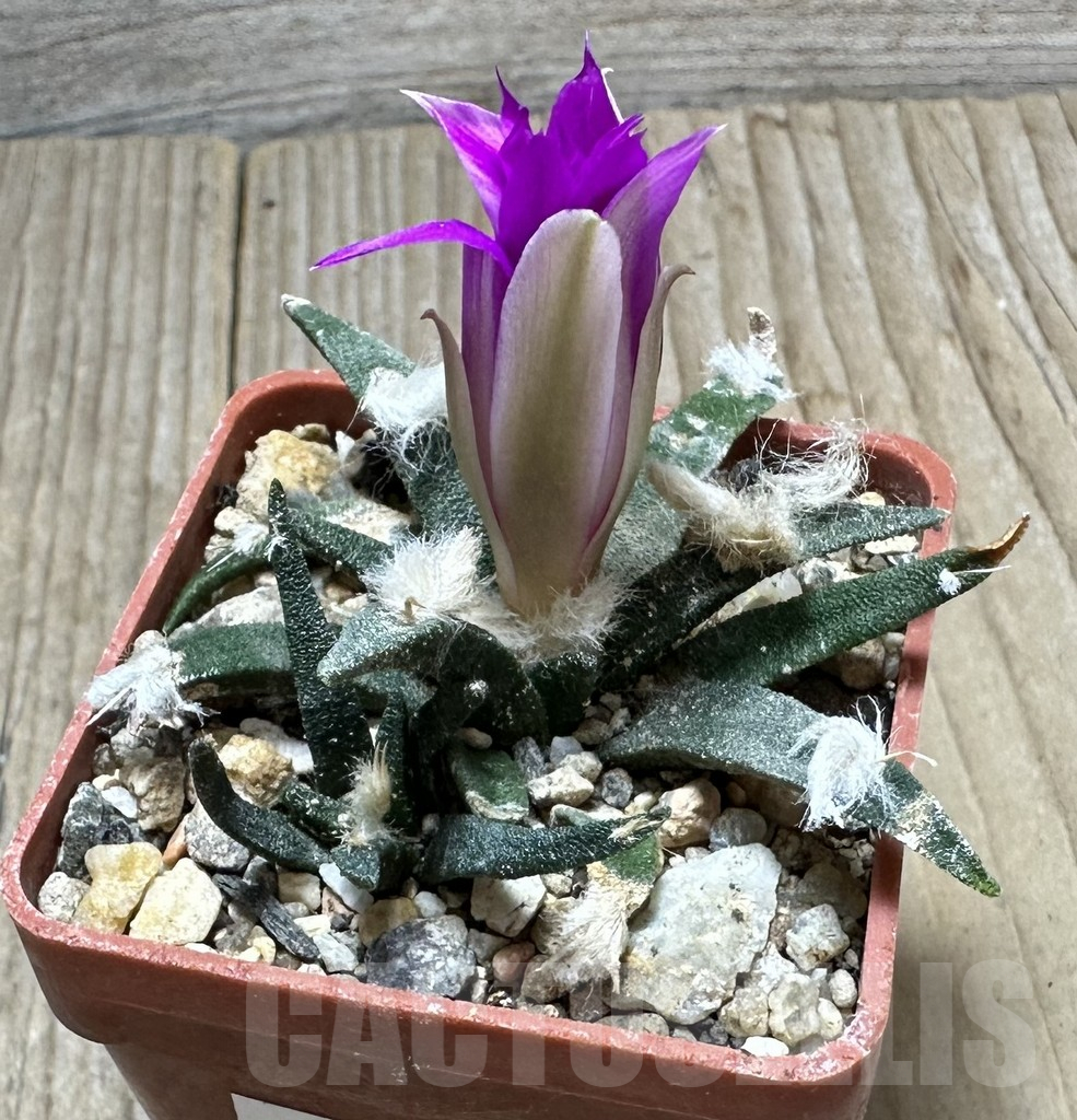 SHPR34360 Ariocarpus agavoides - immagine 3