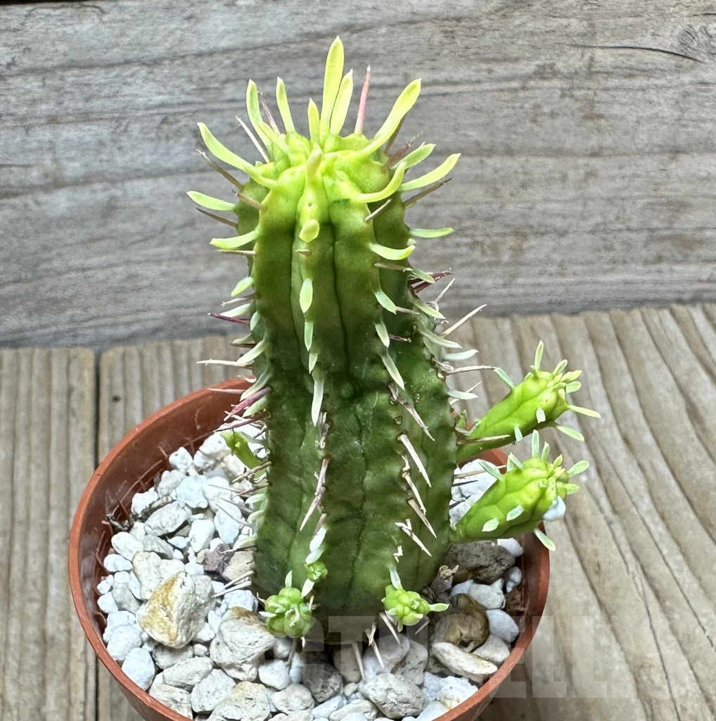 SHPR34361 Euphorbia aggregata f. variegata