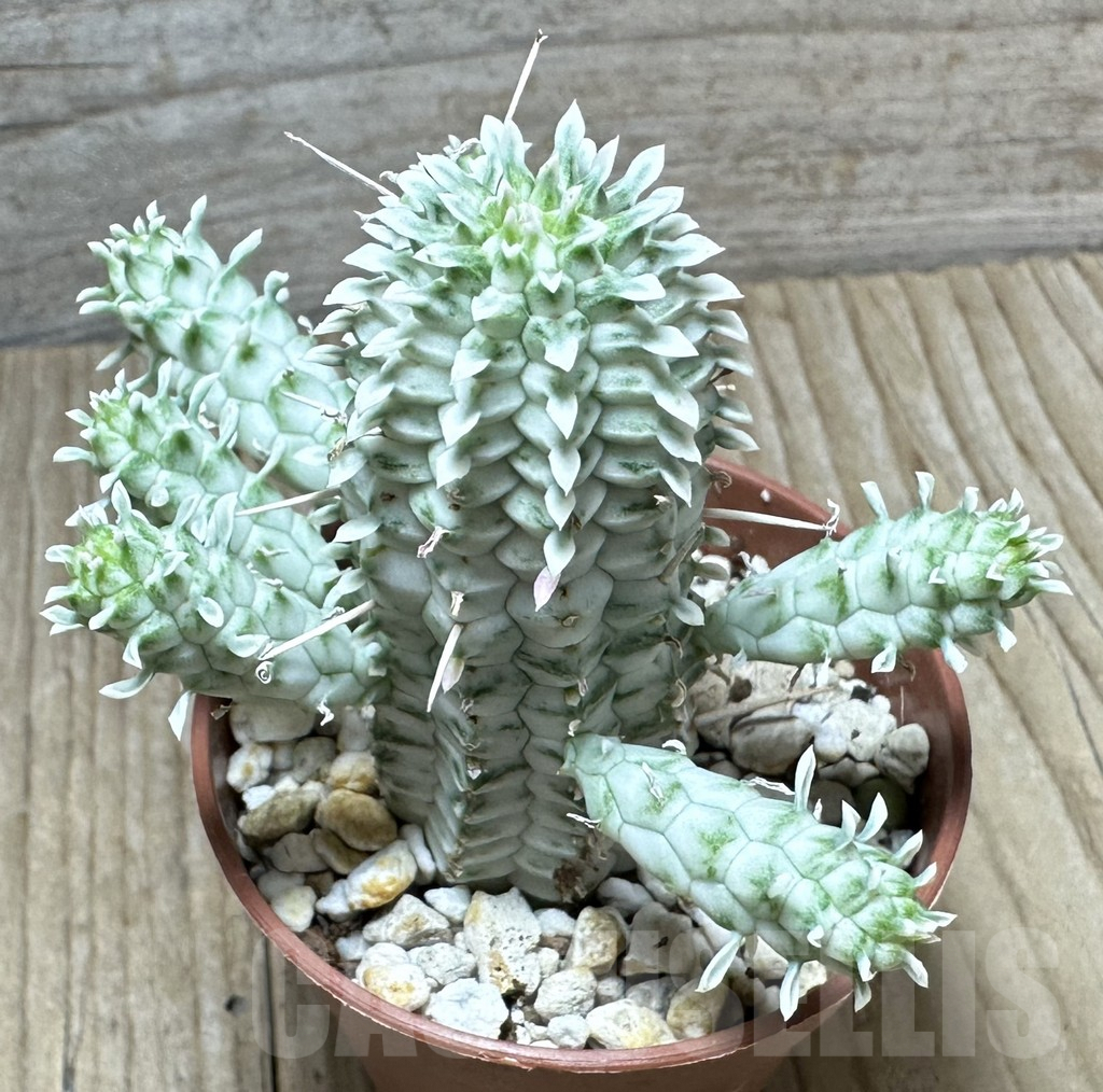 SHPR34362 Euphorbia mammillaris f. variegata