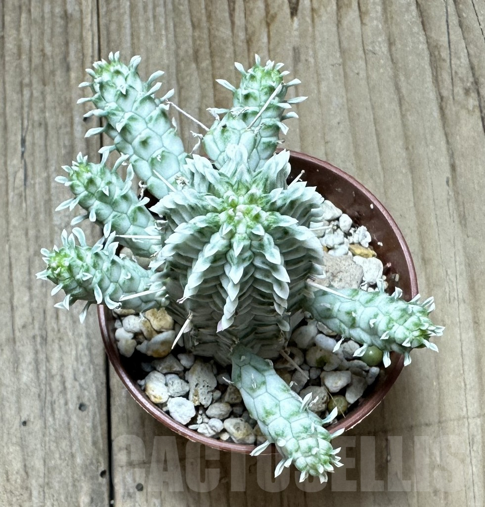 SHPR34362 Euphorbia mammillaris f. variegata - Image 2