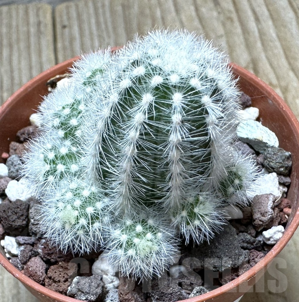 SHPR34364 Pygmaeocereus rowleyanus