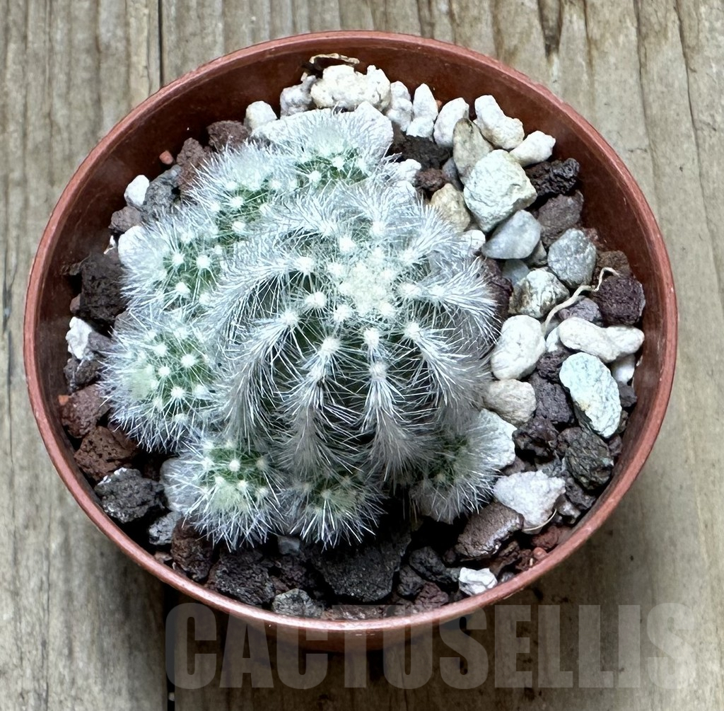 SHPR34364 Pygmaeocereus rowleyanus - Image 2