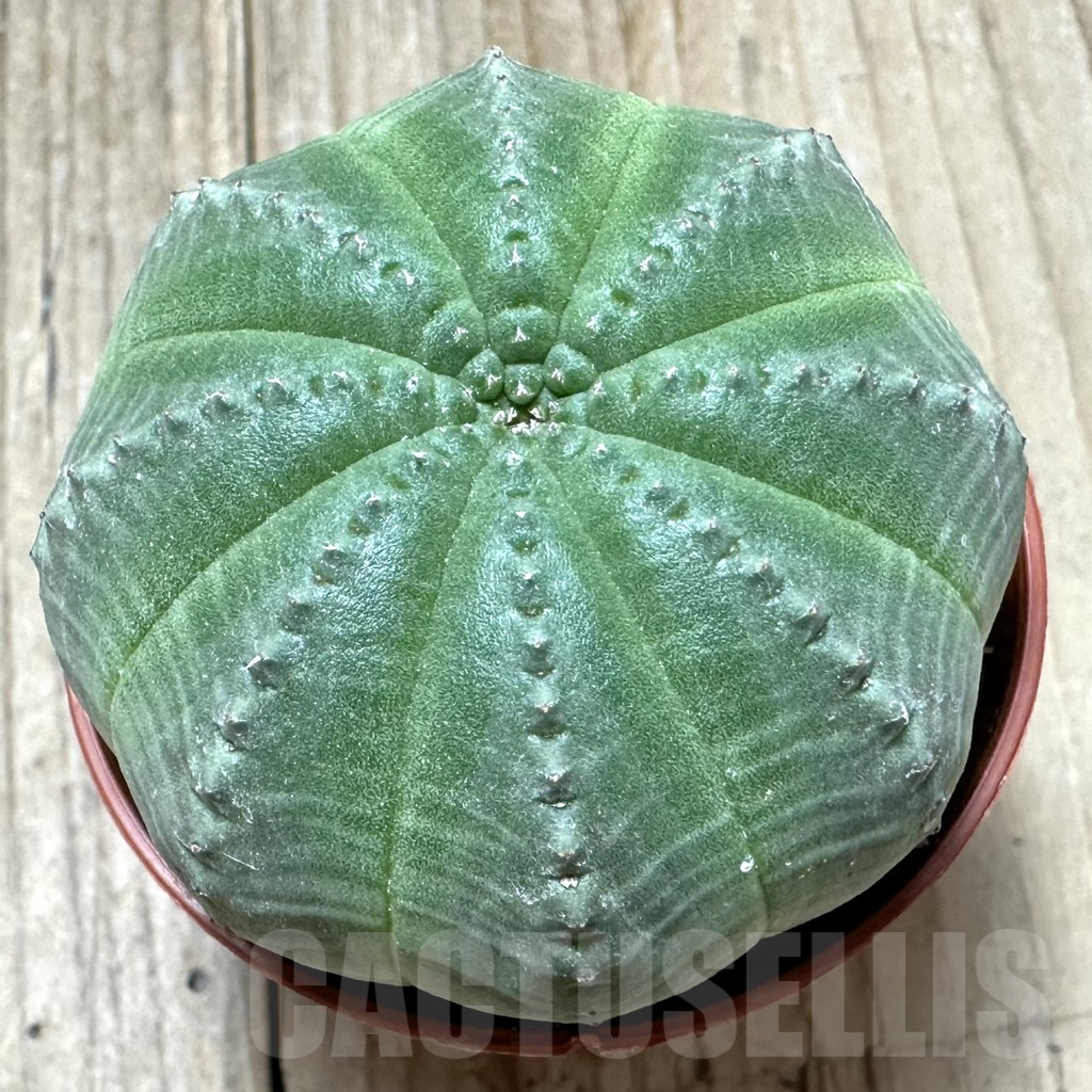 SHPR34366 Euphorbia obesa