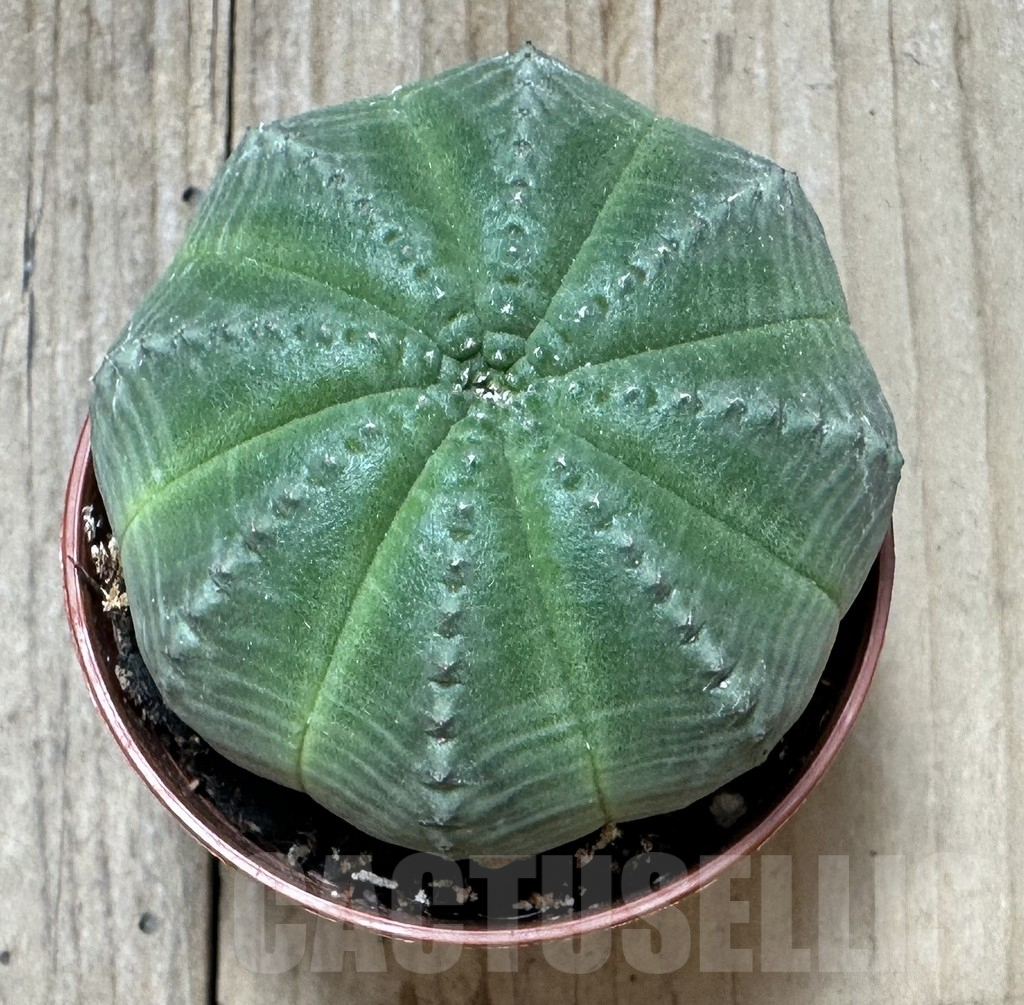 SHPR34366 Euphorbia obesa - Obrázek 2