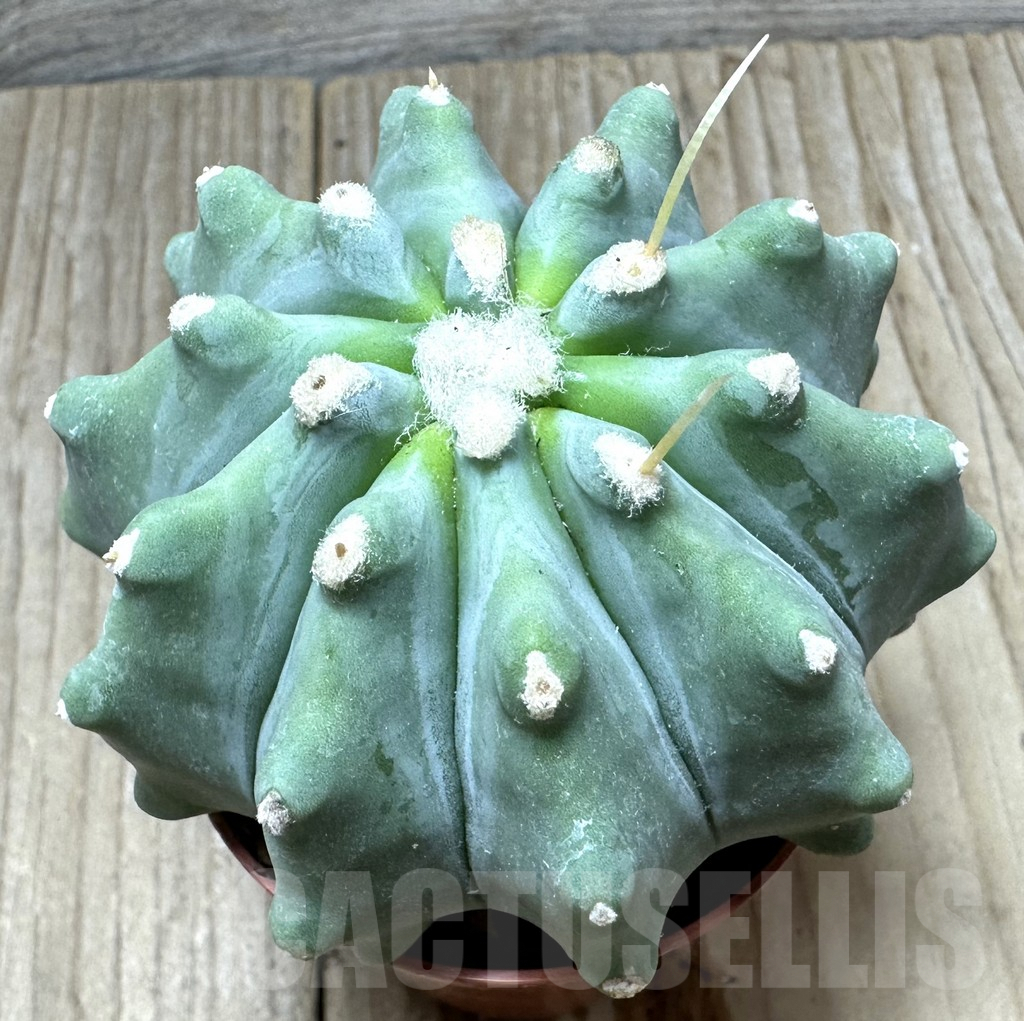 SHPR34368 Ferocactus glaucescens f. inermis