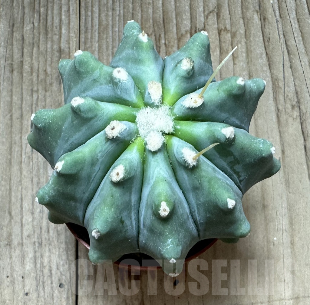 SHPR34368 Ferocactus glaucescens f. inermis - Image 2