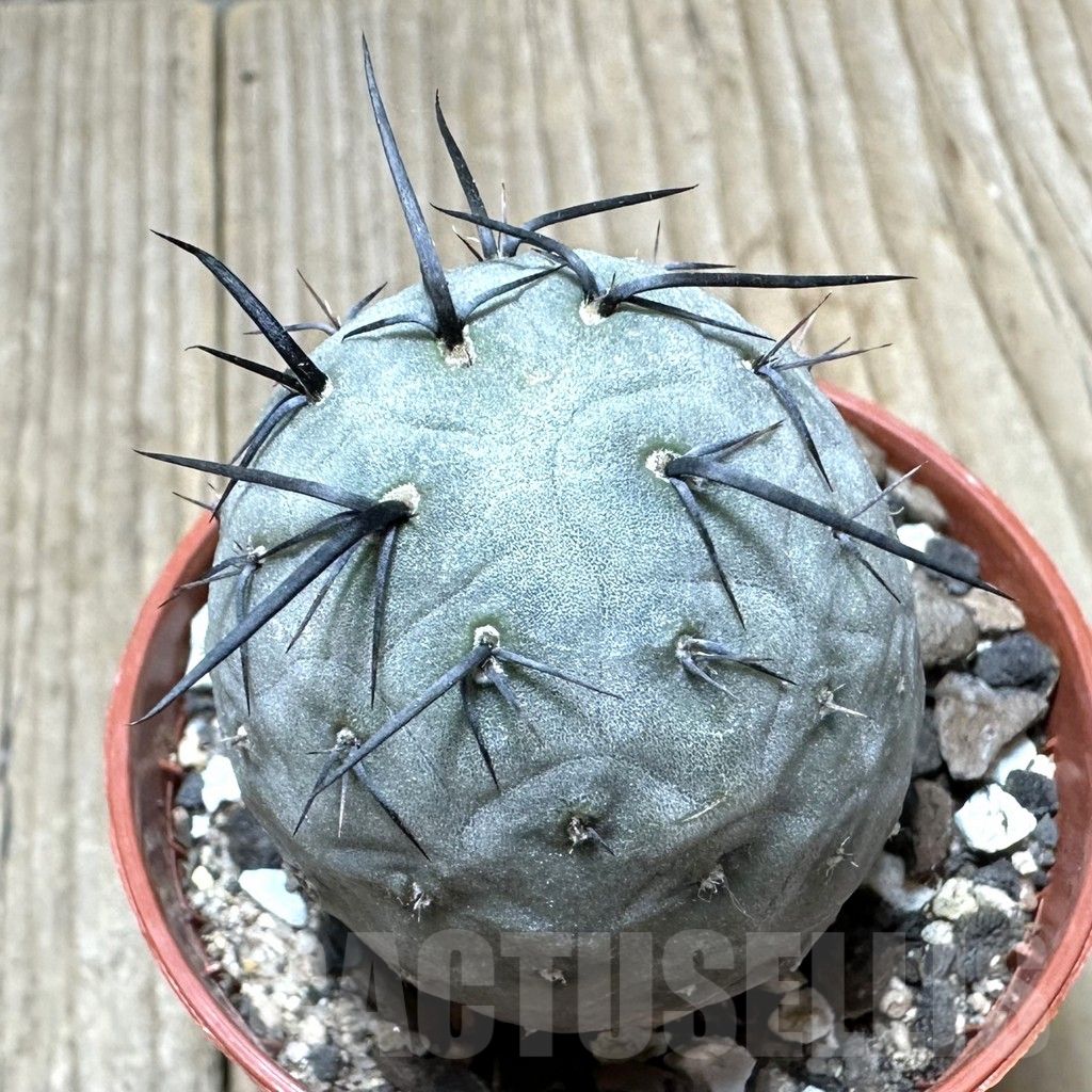 SHPR34369 Tephrocactus geometricus