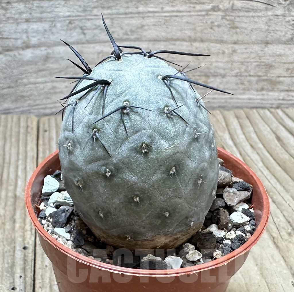 SHPR34369 Tephrocactus geometricus - Image 2