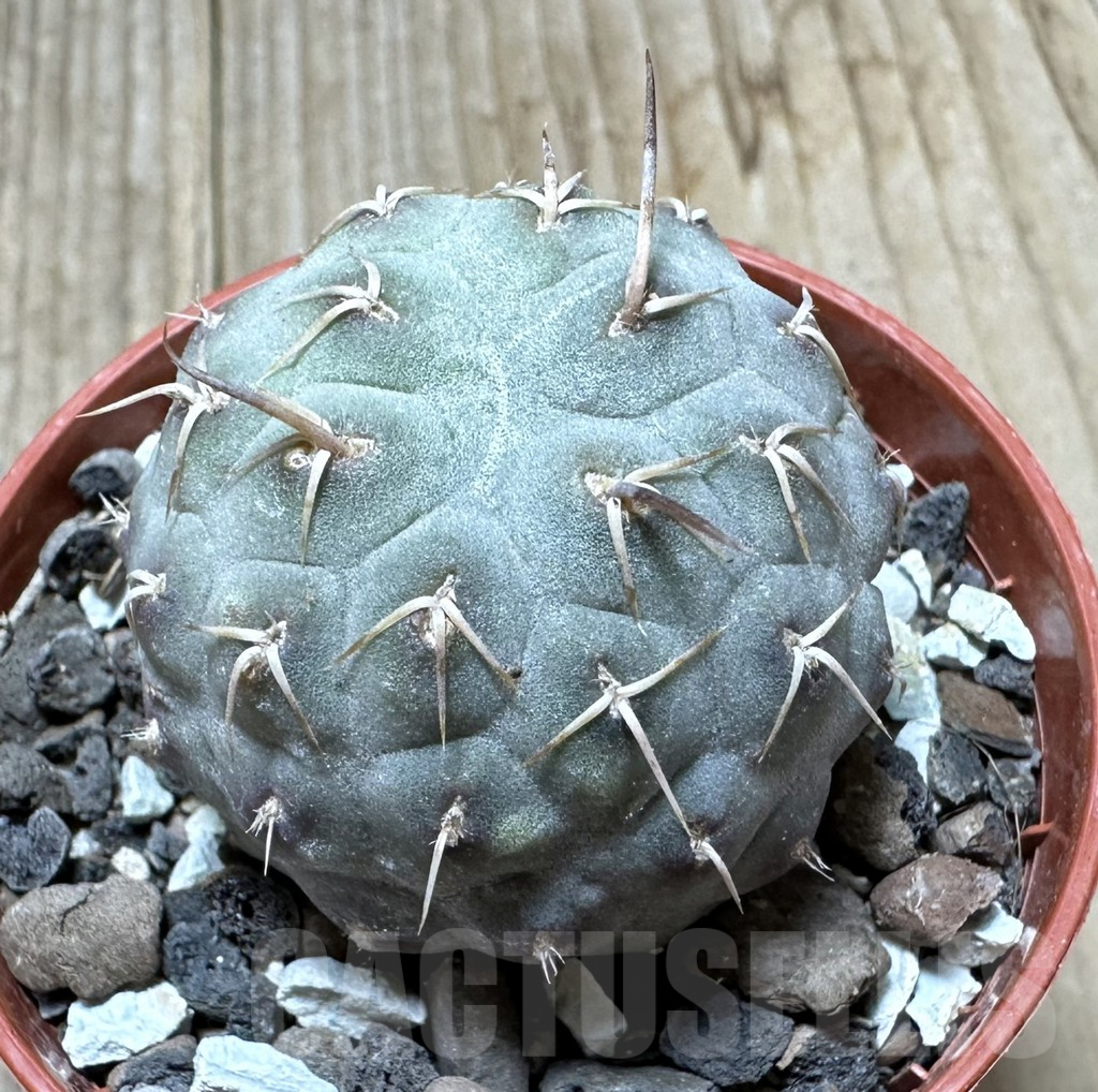 SHPR34370 Tephrocactus geometricus