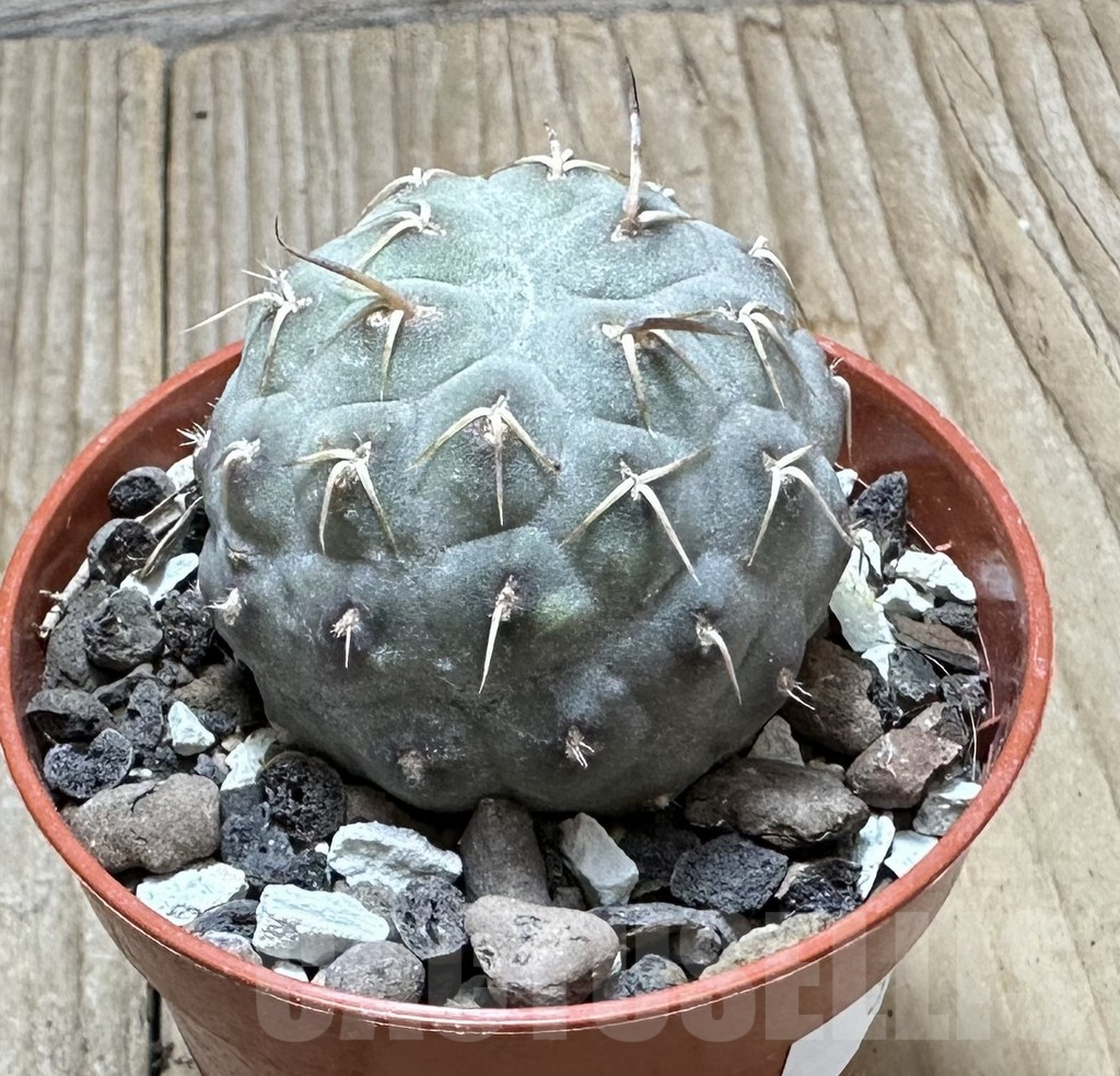 SHPR34370 Tephrocactus geometricus - Image 2