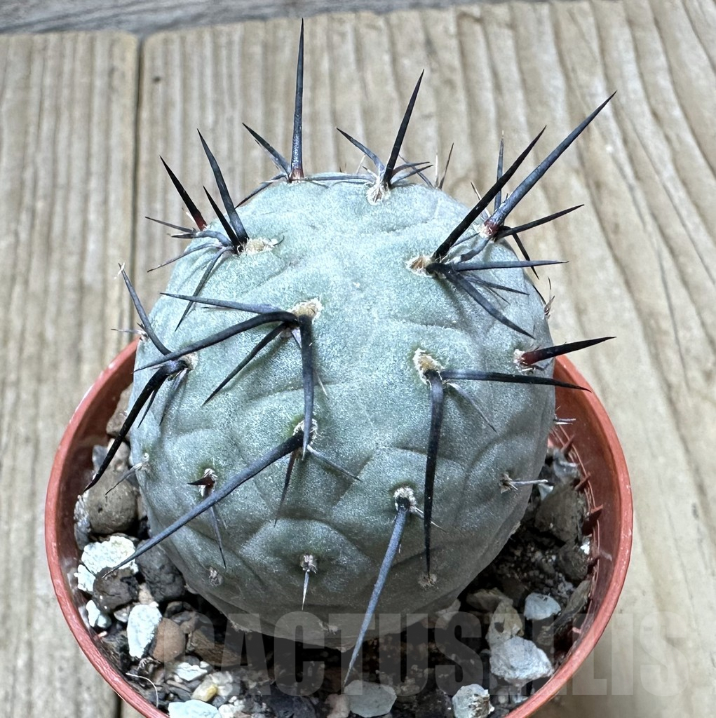 SHPR34373 Tephrocactus geometricus