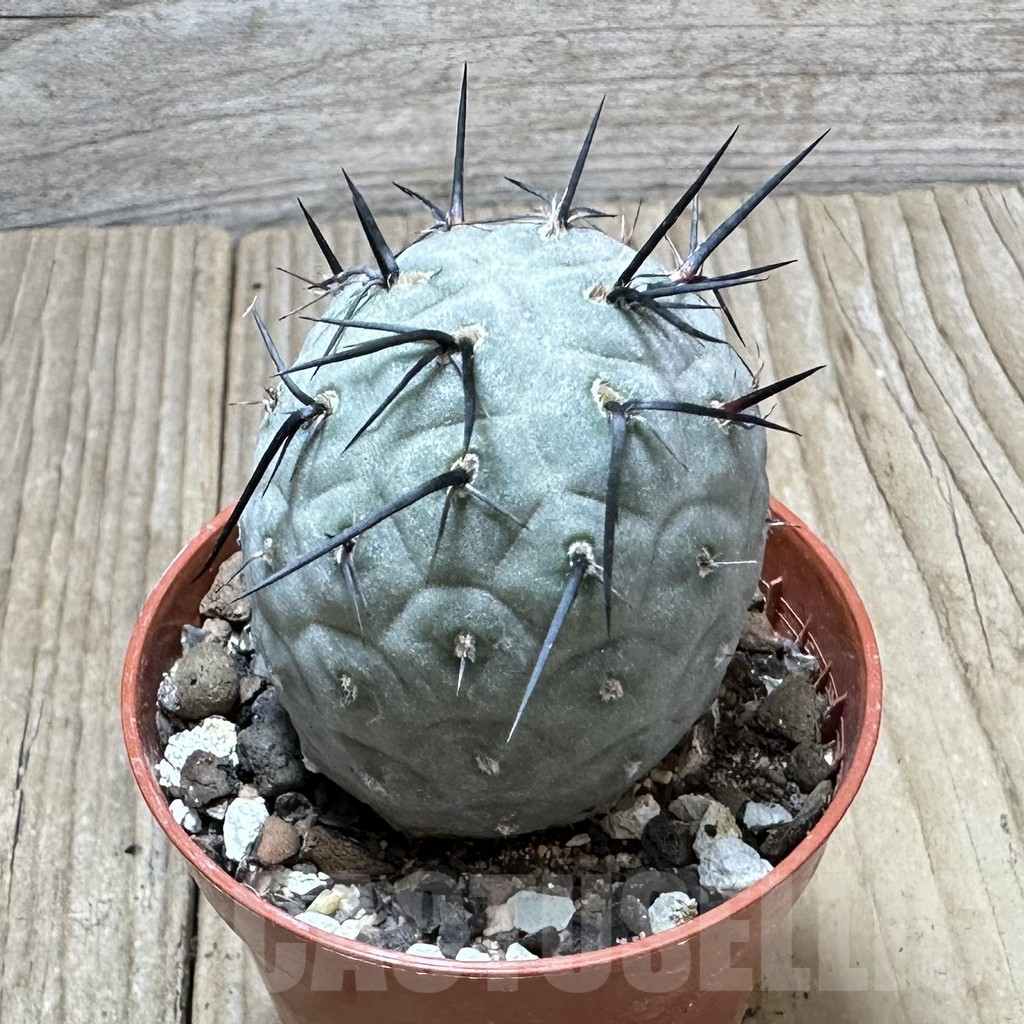 SHPR34373 Tephrocactus geometricus - Image 2
