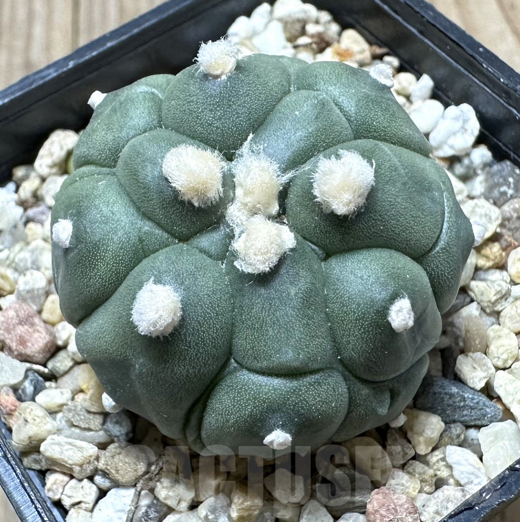 SHPR34376 Astrophytum asterias ‘Kikko’