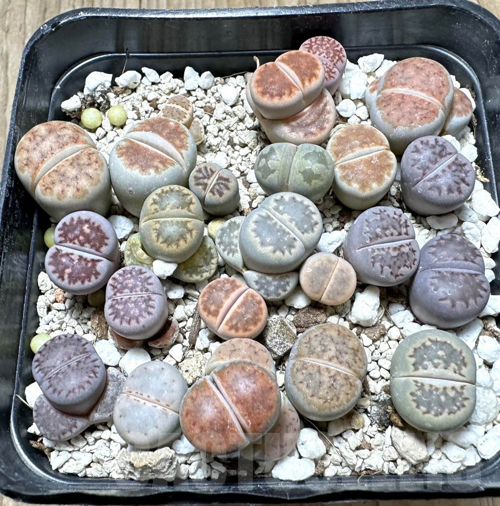 SHPR34379 Lithops mix