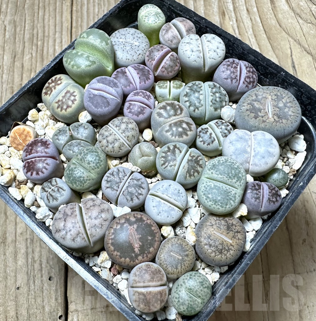 SHPR34380 Lithops mix