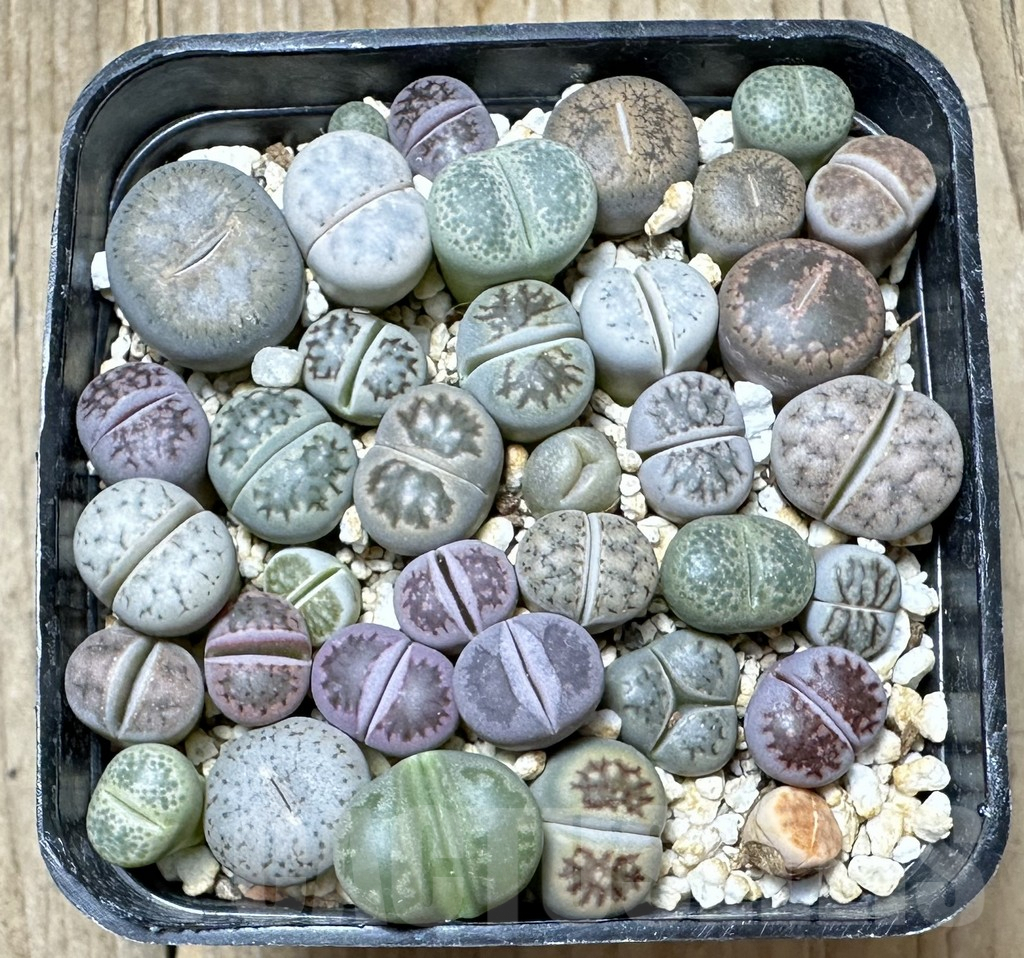 SHPR34380 Lithops mix - immagine 2