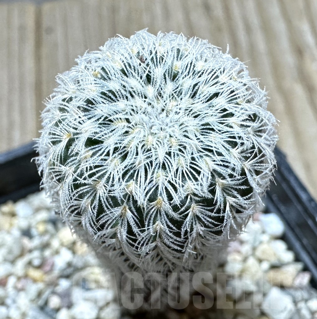 SHPR34383 Frailea densispina