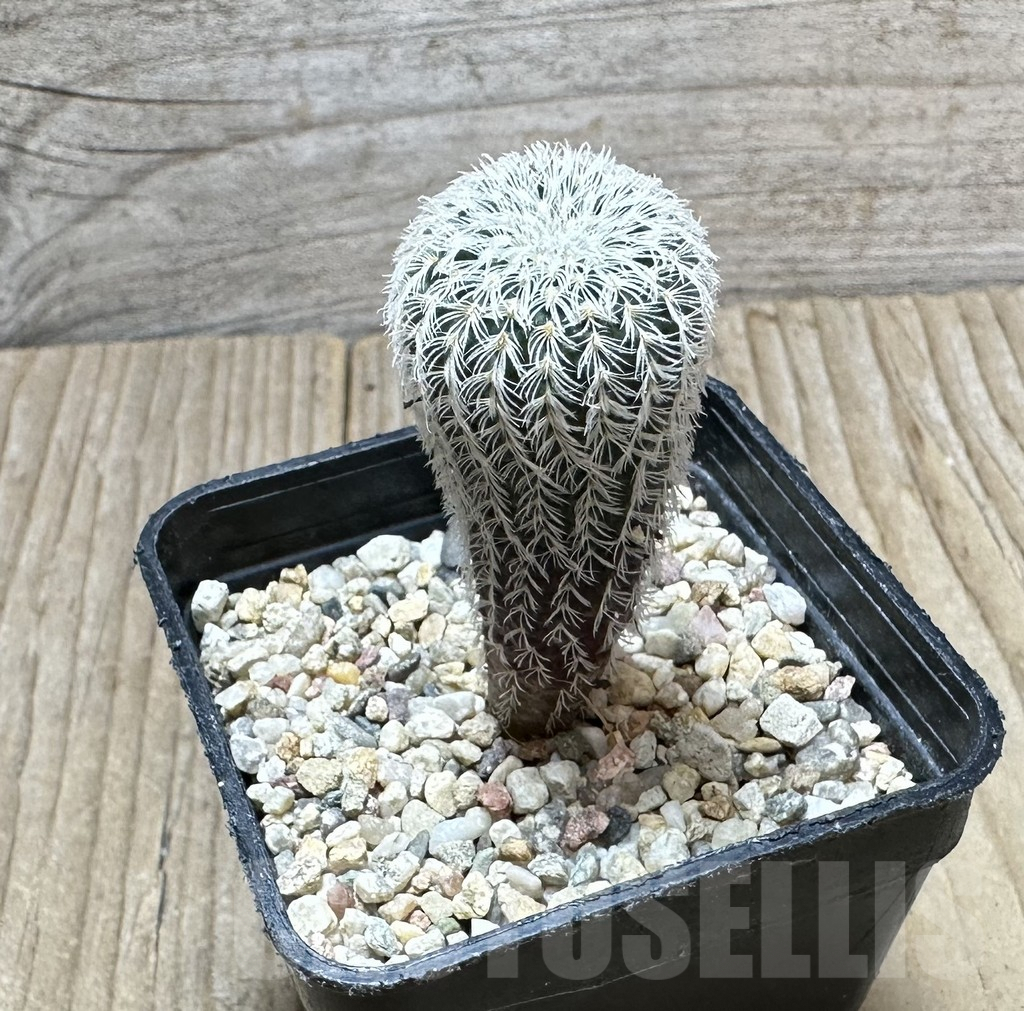 SHPR34383 Frailea densispina - 画像 (2)