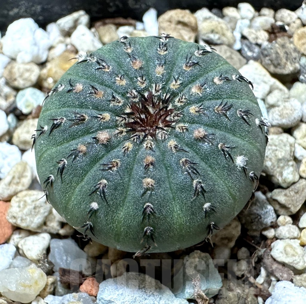 SHPR34384 Frailea asterioides