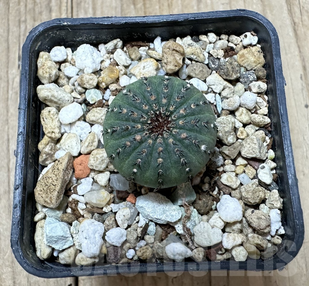 SHPR34384 Frailea asterioides - 画像 (2)