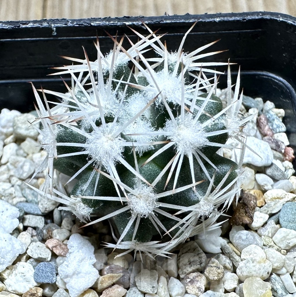 SHPR34385 Escobaria robbinsorum SB 464