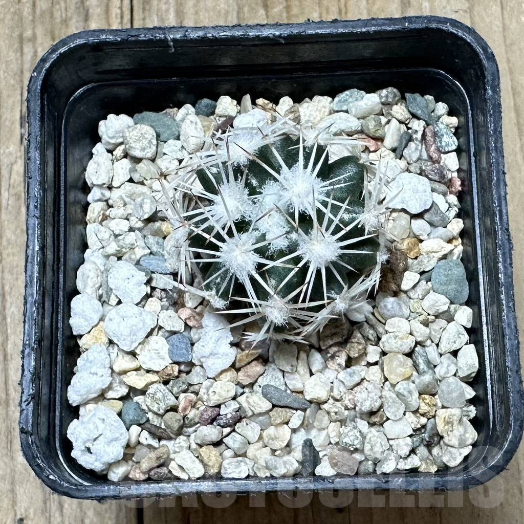 SHPR34385 Escobaria robbinsorum SB 464 - 画像 (2)