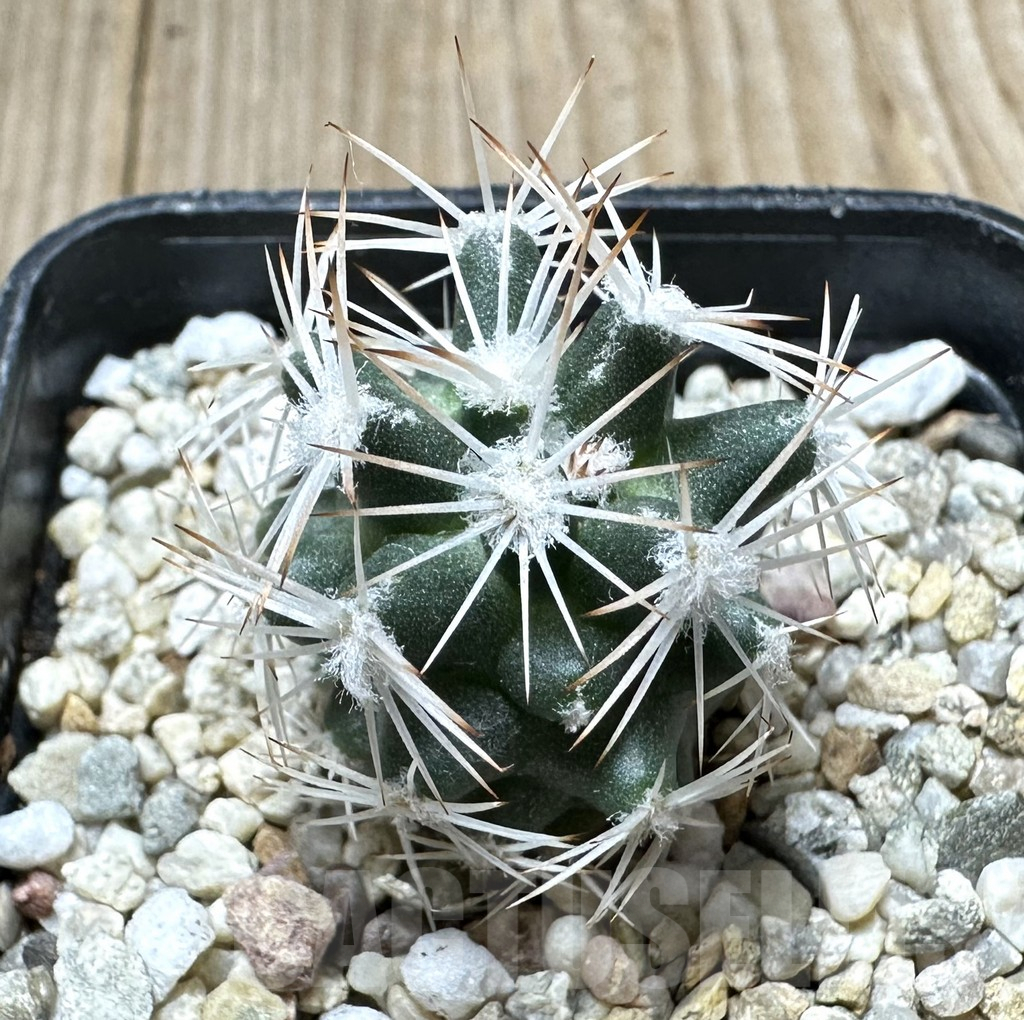 SHPR34386 Escobaria robbinsorum SB 464