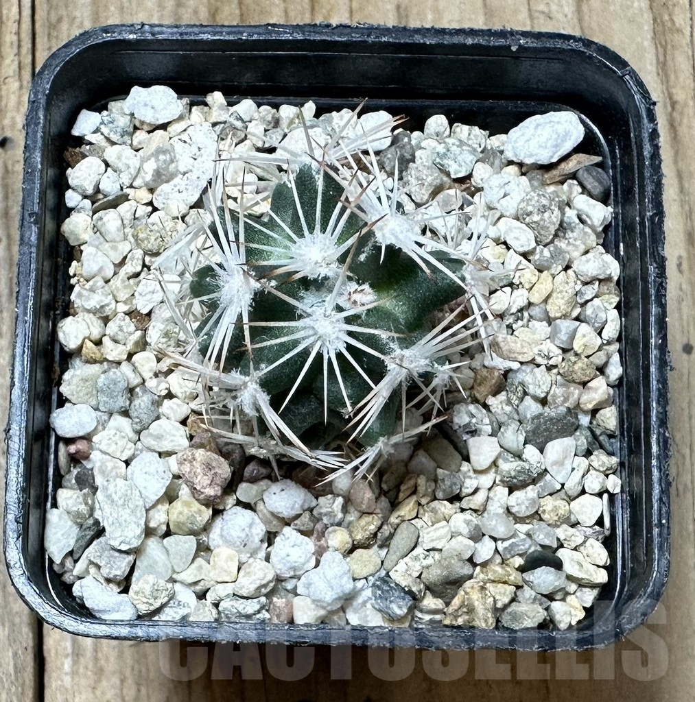 SHPR34386 Escobaria robbinsorum SB 464 - 画像 (2)