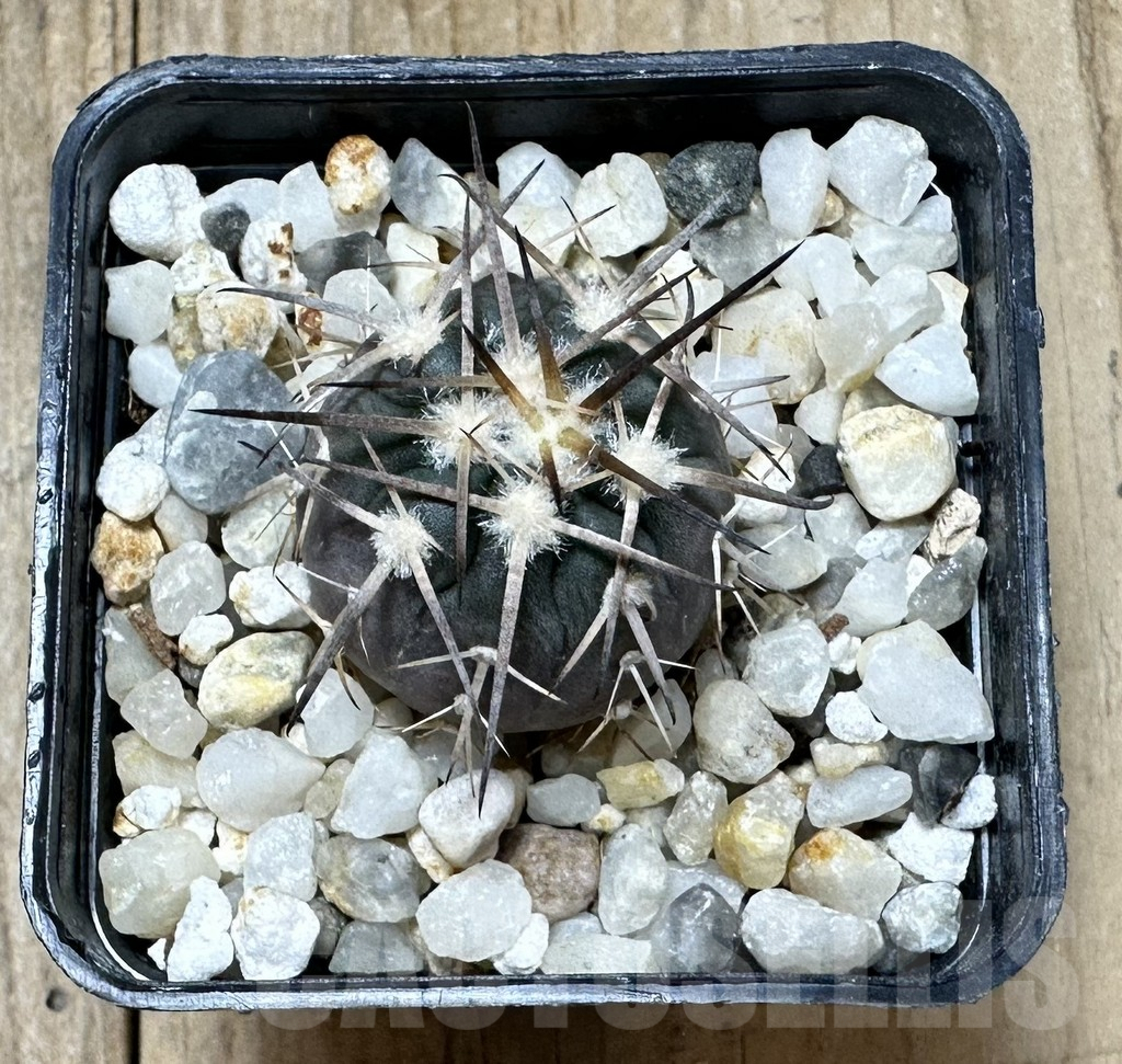 SHPR34387 Gymnocalycium spegazzinii VS 74 - Image 2