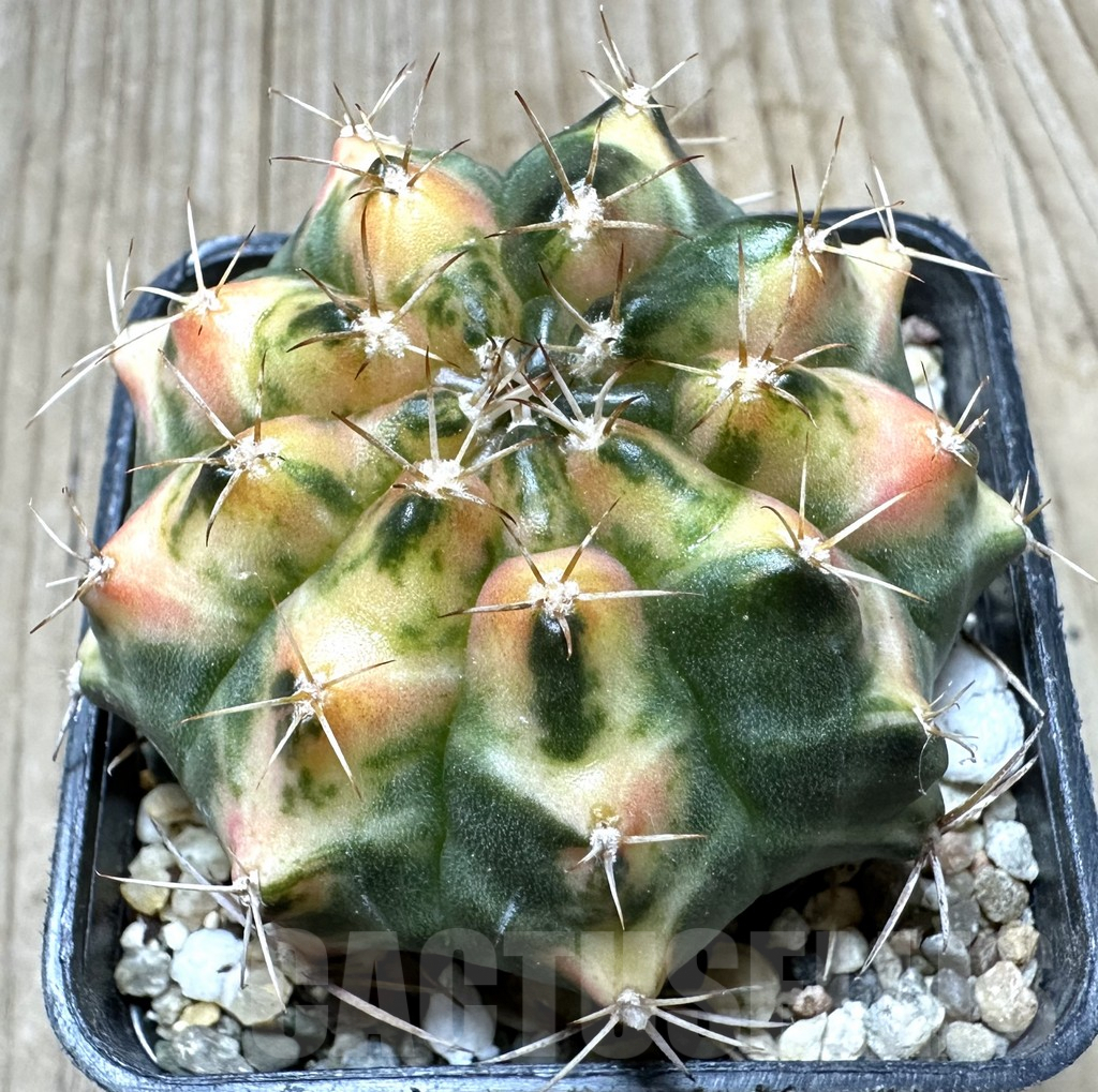 SHPR34388 Gymnocalycium mihanovichii f. variegata