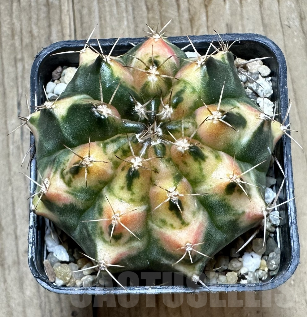SHPR34388 Gymnocalycium mihanovichii f. variegata - Image 2