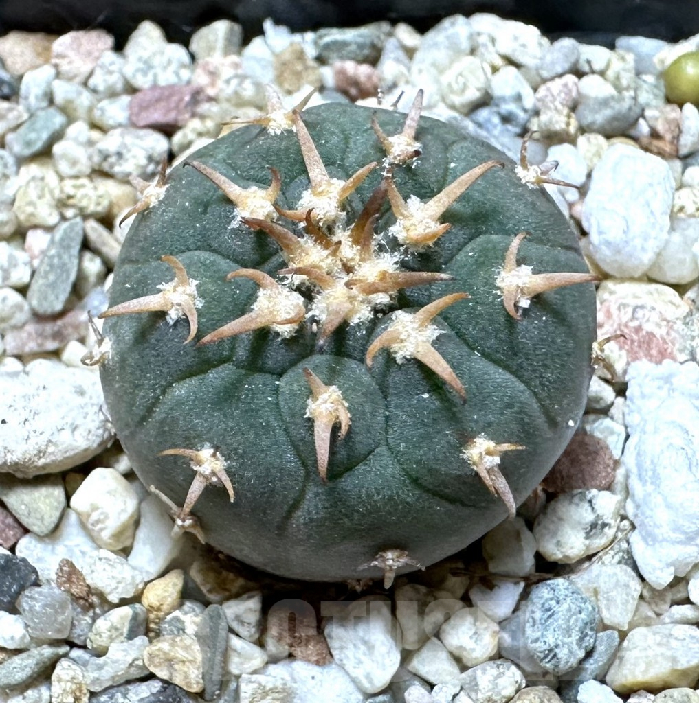 SHPR34391 Gymnocalycium spegazzinii v. unguispinum SL 443