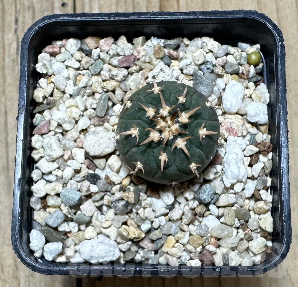 SHPR34391 Gymnocalycium spegazzinii v. unguispinum SL 443 - 画像 (2)