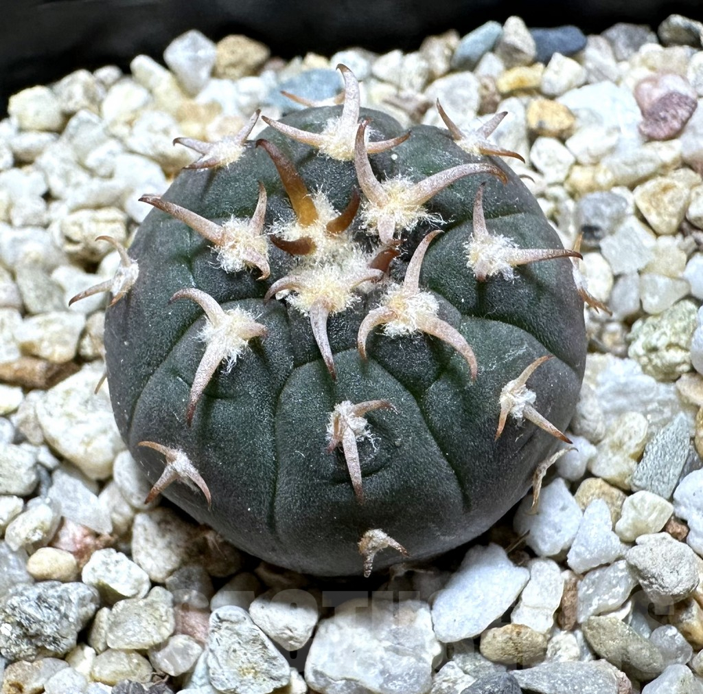 SHPR34392 Gymnocalycium spegazzinii v. unguispinum SL 443