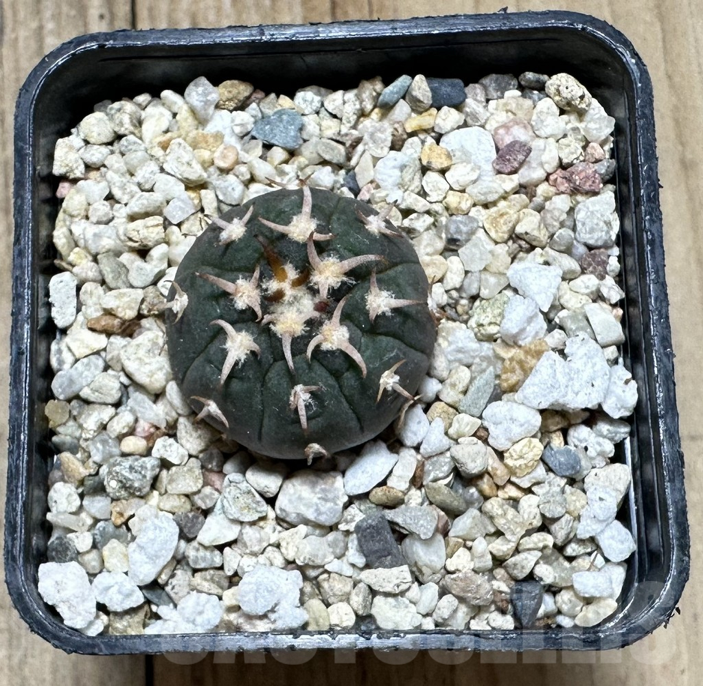 SHPR34392 Gymnocalycium spegazzinii v. unguispinum SL 443 - Image 2
