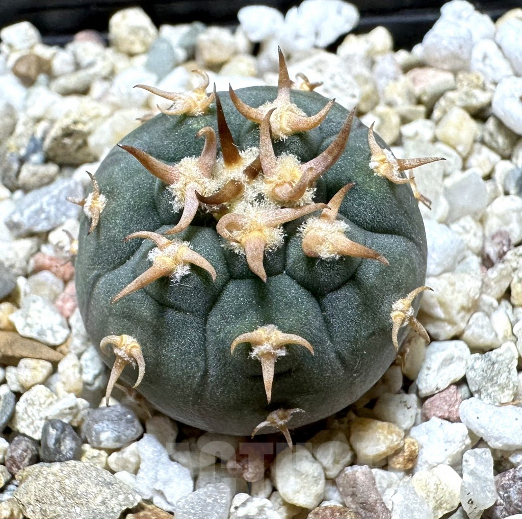 SHPR34393 Gymnocalycium spegazzinii v. unguispinum SL 443