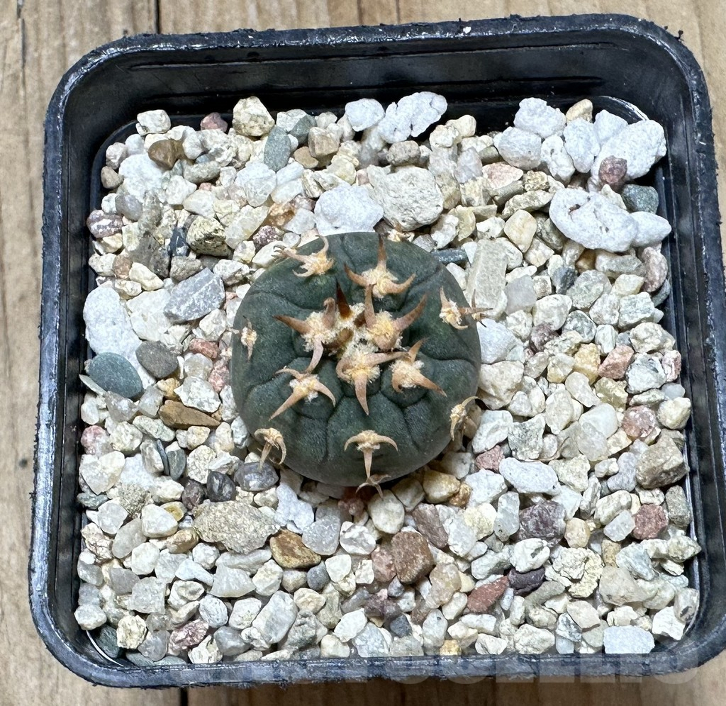 SHPR34393 Gymnocalycium spegazzinii v. unguispinum SL 443 - Image 2