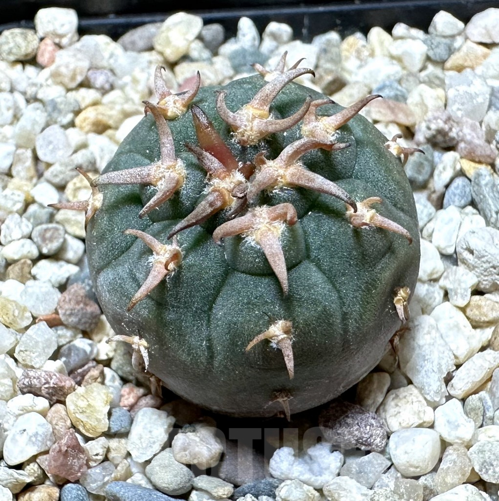 SHPR34394 Gymnocalycium spegazzinii v. unguispinum SL 443
