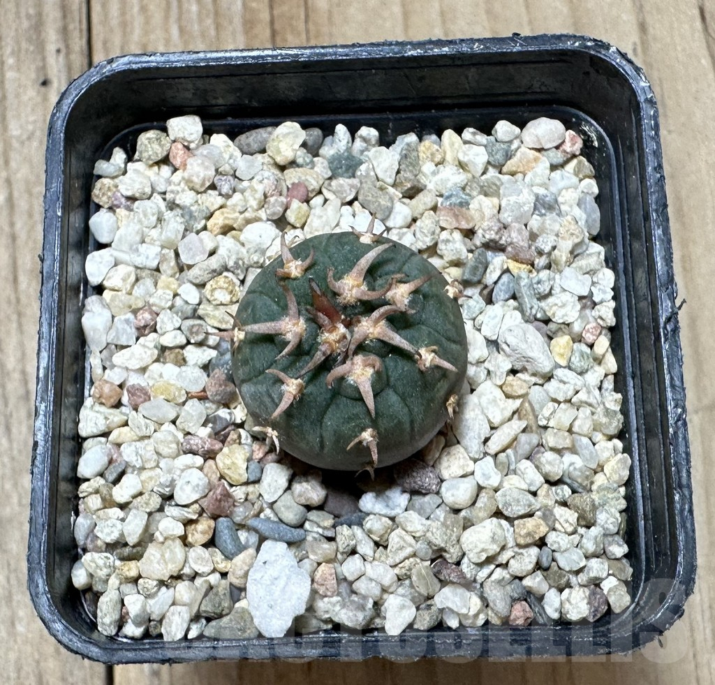 SHPR34394 Gymnocalycium spegazzinii v. unguispinum SL 443 - Image 2