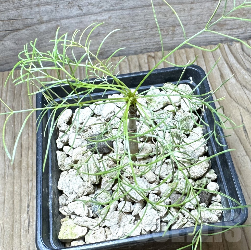 SHPR34402 Commiphora kraeuseliana